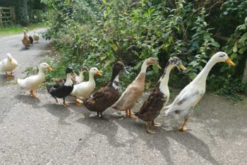 Getting Your HR Ducks in a Row